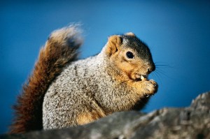 You just don't see sickly squirrels.  Hmmm . . .