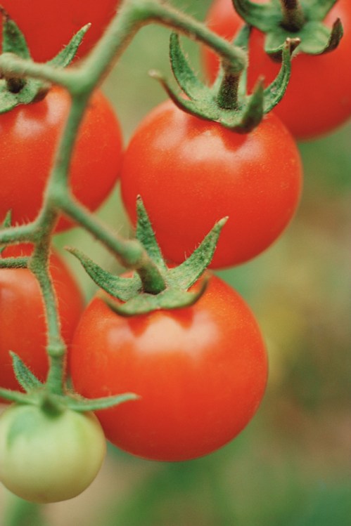 Try growing your own...