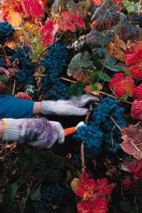 Advanced Mediterranean Diet, paleo diet, paleobetic diet